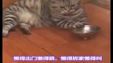 适合00后养的猫咪，你知道哪几种？