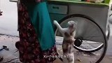 猫：老了就这么回事了，吃饱了找个墙根一坐