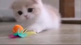 小奶猫撒娇的样子，太萌