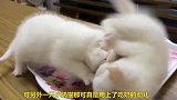 你见过哥俩小奶猫抢吃吗？太劲爆了