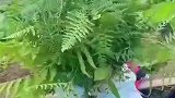 姥姥用地里的草，给6个月的宝宝编精美草帽