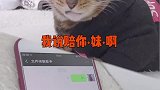 豹豹：谁能告诉我到底发生了什么啊？