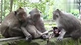 猴子三姐妹聊着聊着就开始捉虱子，活在当下很美