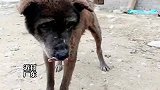老狗看家护院17年从没咬过人