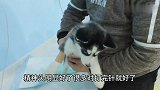 狗狗调皮后各种装傻卖萌，看着这蠢萌的二哈，谁又能舍得打骂呢