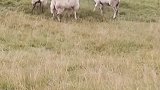 公羊打架母羊遭殃