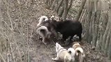 野猪碰到狗，哪也去不了