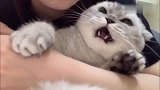 猫咪生气真是难哄，猫咪：谁叫铲屎的老是惹我生气