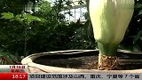 旅游-150203-巨大尸花开放 花味如尸臭扑鼻
