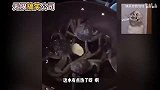 无限搞笑公司宠物届的皇家翻译（一）