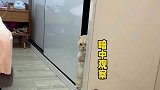 当人类幼崽和猫咪玩躲猫猫