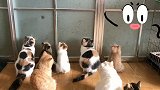 你们这是组队偷懒洗澡呢