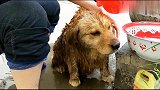 妈妈给金毛这样洗澡，狗狗一副享受的模样，太幸福了