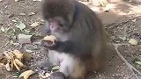 游客喂小猴子吃榴莲，当看到它接下来的反应，笑死我了！
