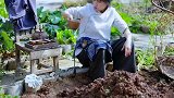 李子柒和泥揉成泥球，每个球播种两粒黄瓜子，罩上塑料薄膜搭成凉