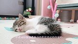 主人将狼和猫咪一起养，是狼会吃猫咪，还是猫吃狼呢