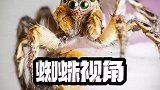 蜘蛛为何会在相机对焦时吓一跳？难道能感应到吗？什么原理？