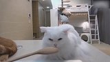 躺在桌子上的猫咪，主人用勺子逗猫咪，好有趣！