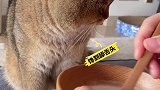 望眼欲穿，小猫咪都馋坏了～