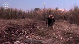 古巴：中国兄，我们甘蔗太多，能不能用来建发电站？中国：没问题