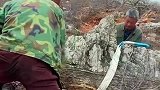 爷爷在太行山挖出的奇石，瞬间有变土豪的想法，坐等升值中！
