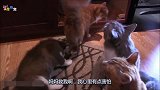 三只猫咪围着小二哈,小二哈妈妈救我,狗妈自求多福吧!