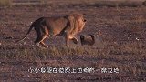 豹子捕食蜜獾宝宝，突然感觉背后一凉，不料蜜獾妈妈发起攻击