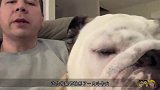 主人趁斗牛犬在睡觉，给了它几巴掌，下一秒狗狗眼神绝了