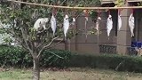 猫咪爬树偷鱼吃，同伴在树下帮它把风