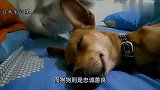 狗狗不断挑衅猫咪，猫咪反手就是一耳光，狗狗表现让人大笑！