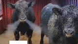 降温之后室外温度过低，大黑牛在室外喘气喷白烟
