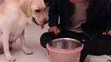 主人假装要吃赛文的狗粮，看赛文什么反应，结果让人捧腹大笑