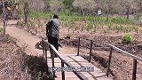 印度村庄惊现庞然大物，村民纷纷前来围观，专家：赶紧撤离！