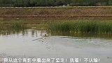 阿拉斯加：我一定要逮到这个会飞的鸭子！超越自己！捅破这苍穹！