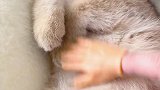 养猫前没钱，养猫后也没钱，相当于养猫不要钱，我真聪明！