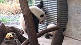 熊猫宝宝梦想一脚踩进喝水盆里，像个做了错事的小孩子，太萌了