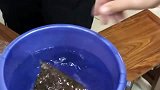 沉与不沉价格差上千一克，这就是沉香，知道怎么买了！