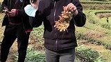 美女助农直播，带你到英山黄姜种植基地看新姜采收