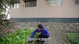 儿子不能生育，儿媳却连生三胎，做完亲子鉴定公公满意了