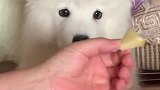 吃水果长大的耶耶