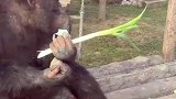 一方水土养一方猩，黑猩猩吃大葱大蒜