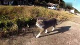 猫咪被人跟踪，不知道的猫还以为要抢它的小鱼呢