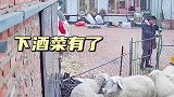 被公羊顶撞，下酒菜有了
