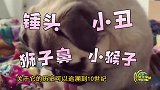 笑喷澳大利亚巴哥犬一屁股坐在同伴脸上，竟还一脸无辜表情