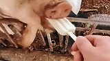 喂猪吃雪糕，它一口我一口