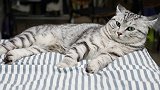 猫咪霸占枕头不让女主人睡觉，主人说它，它还冲主人发脾气！