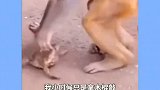 猴子玩蛤蟆