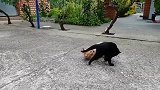 黑猫和橘猫就这么打起来了，要说战斗力，我觉得还是黑猫厉害