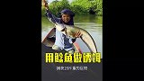 2斤一条的鲶鱼做诱饵，捕获20斤重的巨物