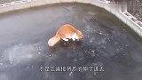 猫咪发现冰面有个洞，将爪子伸进去捞鱼吃，下一秒画风突变